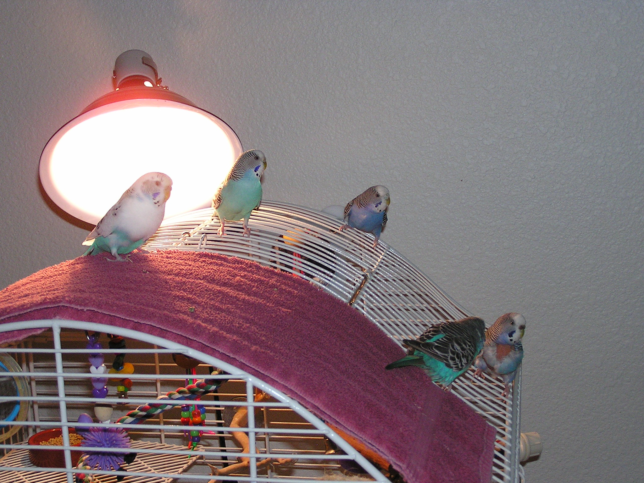 The Budgies