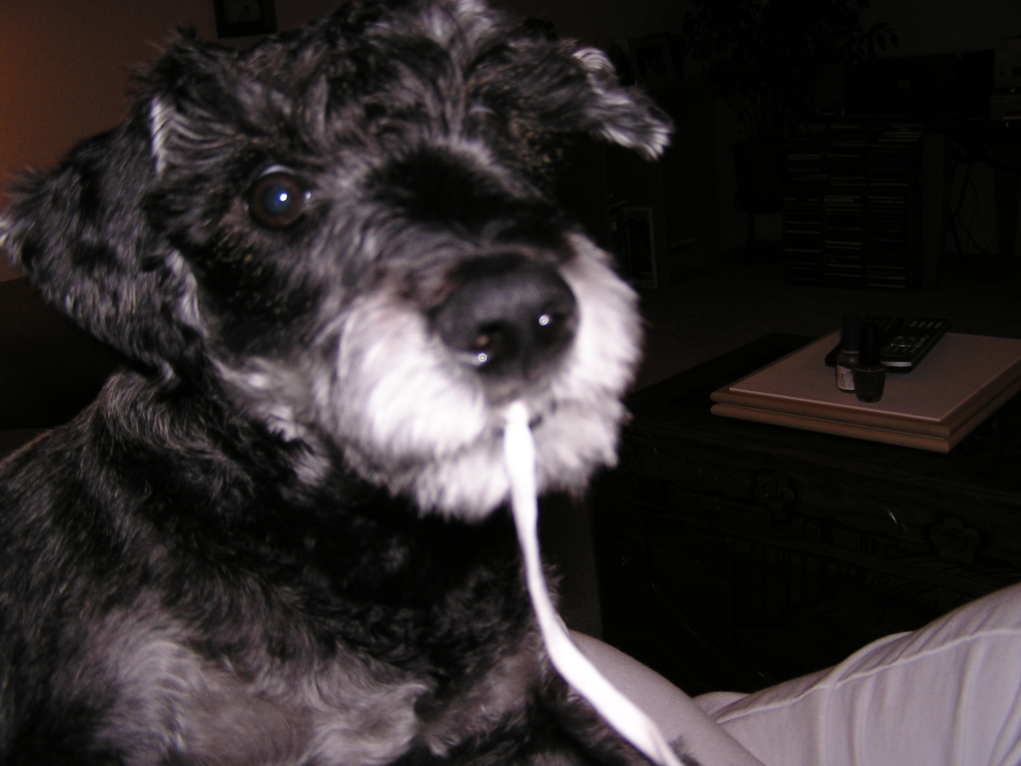 Harley chewing on string